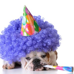 Bulldog wearing party hat and purple wig.