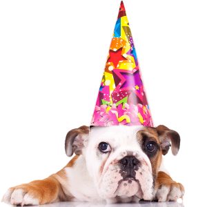 Bulldog puppy wearing colorful party hat.