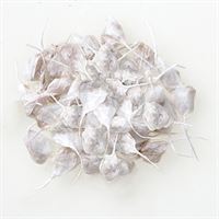 A cluster of dried, pale ginkgo leaves arranged in a circle.